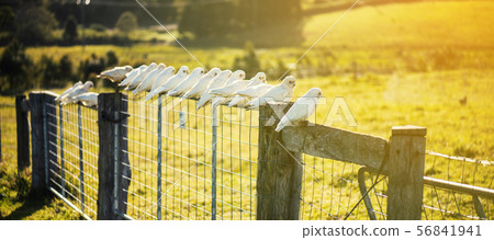 Flock of corella birds. 56841941