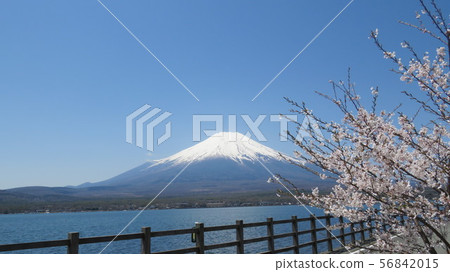 Fuji Five Lakes_Lake Yamanaka_Nagaike_Spring_Cherry Blossom_H430M4090 Fuji Five Lakes_Lake Yamanaka_Nagaike_Spring_Cherry Blossom_H430M4090 56842015