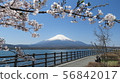 Fuji Five Lakes_Lake Yamanaka_Nagaike_Spring_Cherry Blossom_H430M4116 56842017