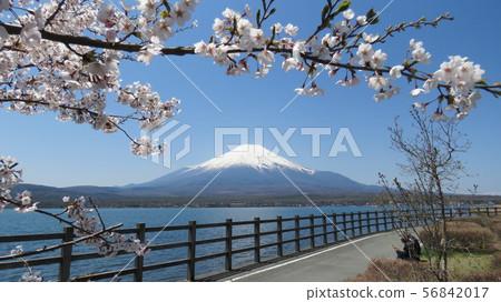 Fuji Five Lakes_Lake Yamanaka_Nagaike_Spring_Cherry Blossom_H430M4116 Fuji Five Lakes_Lake Yamanaka_Nagaike_Spring_Cherry Blossom_H430M4116 56842017