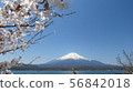 Fuji Five Lakes_Lake Yamanaka_Nagaike_Spring_Cherry Blossom_H430M4136 56842018