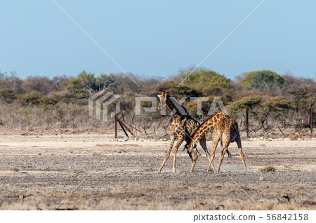 Two Male Angolan Giraffes Fighting Two Male Angolan Giraffes Fighting 56842158