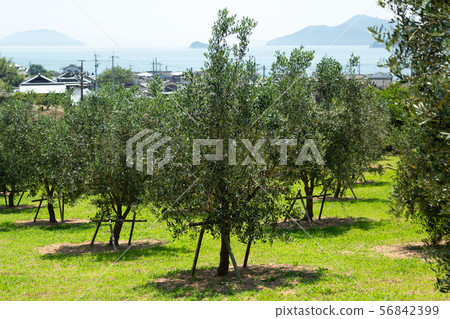 Olive tree Olive tree 56842399