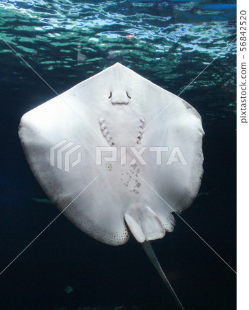 Funny look of stingray in the tank Funny look of stingray in the tank 56842520