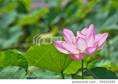 Pink lotus flower 56842689