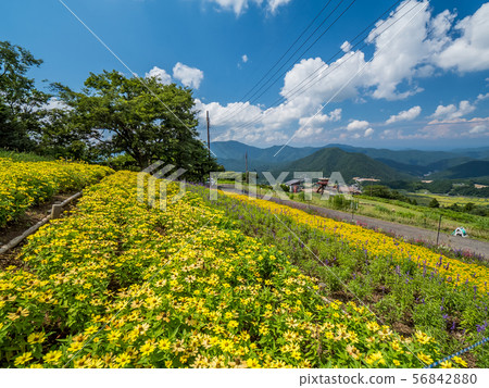 Tajima Farm Park 56842880