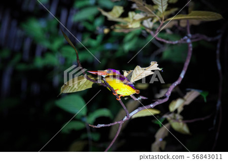 Kingfisher on tree branch at night 56843011