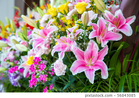 開花 開花 56843085