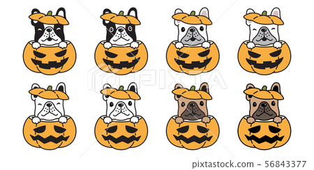 dog vector french bulldog pumpkin Halloween icon 56843377
