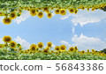 Fujigoko_Lake Yamanaka_Hana no Miyako Park Sunflower_Illustration_I804M6799 56843386