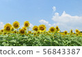 Fujigoko_Lake Yamanaka_Hana no Miyako Park Large Right Sunflower_Illustration_I804M6799 56843387