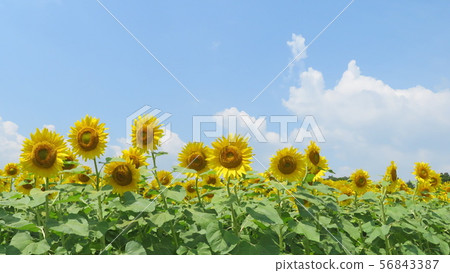 Fujigoko_Lake Yamanaka_Hana no Miyako Park Large Right Sunflower_Illustration_I804M6799 Fujigoko_Lake Yamanaka_Hana no Miyako Park Large Right Sunflower_Illustration_I804M6799 56843387