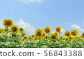Fuji Goko_Lake Yamanaka_Hana no Miyako Park Large Left Sunflower_Illustration_I804M6799 56843388