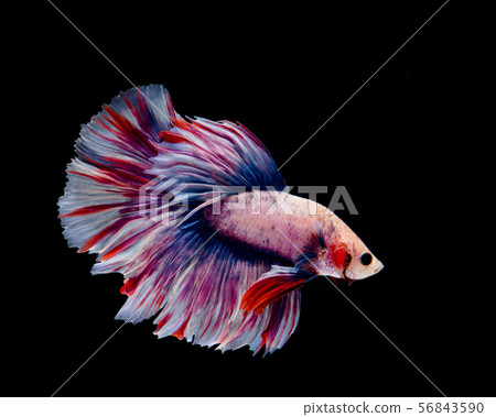 Multi-color betta fish, siamese fighting fish on Multi-color betta fish, siamese fighting fish on 56843590