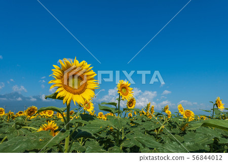 Sunflower: Summer Toyoshina, Azumino City Sunflower: Summer Toyoshina, Azumino City 56844012