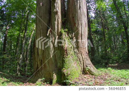 Yamotosugi in the law (Akita Prefecture) 56846855