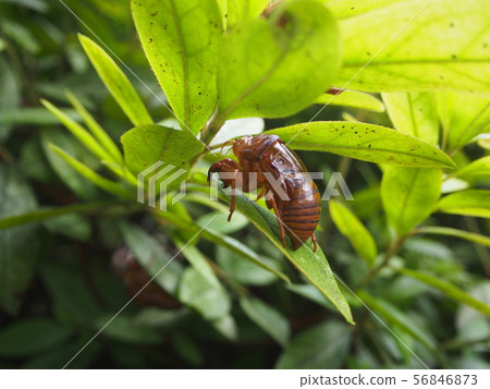 Cicada shell Cicada shell 56846873