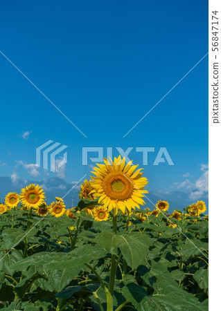 Sunflower: Summer Toyoshina, Azumino City 56847174