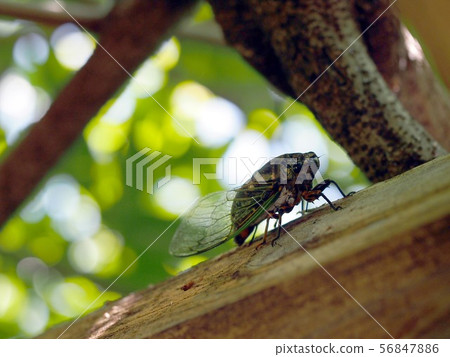 Wisteria trellis 56847886