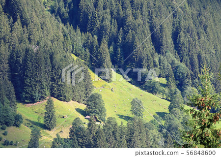 Landscape of Grindelwald, Switzerland 56848600