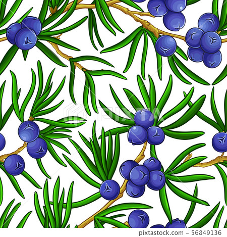 juniper vector pattern juniper vector pattern 56849136