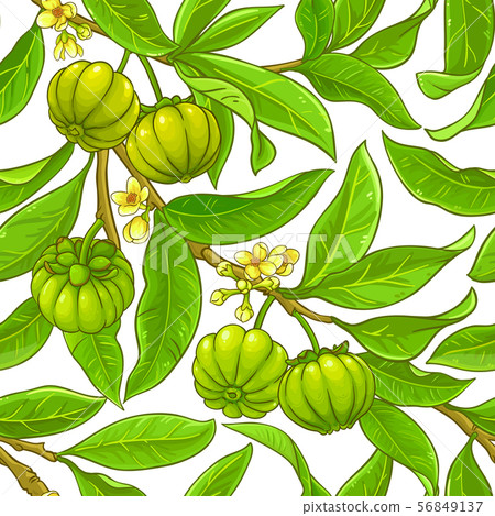 garcinia vector pattern 56849137