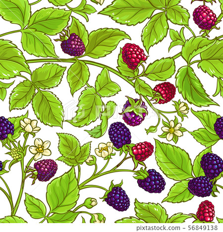 boysenberry vector pattern boysenberry vector pattern 56849138
