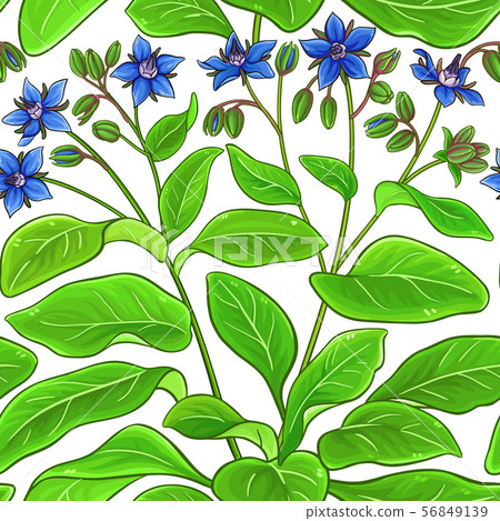 borago vector pattern borago vector pattern 56849139