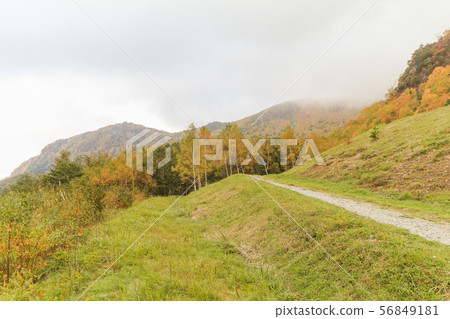 Beautiful view of Japan autumn in Obuse park Beautiful view of Japan autumn in Obuse park 56849181
