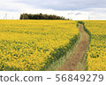 Rape field and path-Feel the wind 56849279