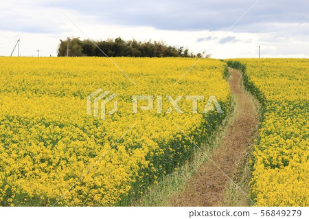 Rape field and path-Feel the wind 56849279