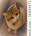 Cat  56849471