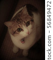 Cat  56849472
