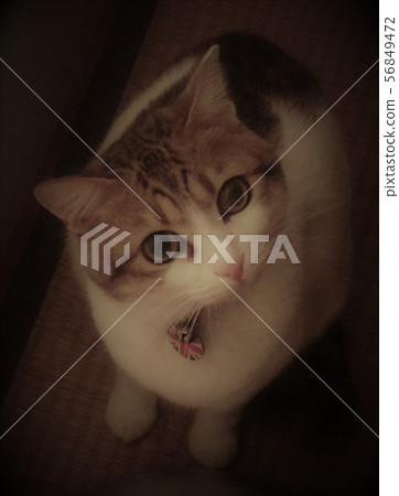 一隻貓 56849472