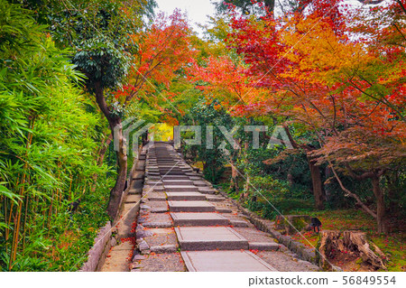 京都Nene no Michi秋葉 56849554