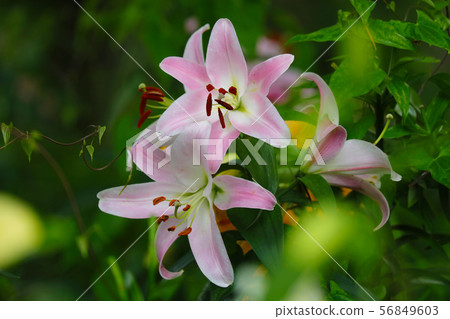 Pink lilies Pink lilies 56849603