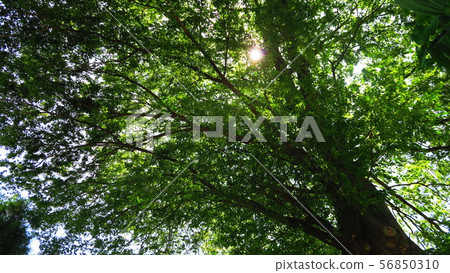 樹在Akabane自然觀察公園的風景 樹在Akabane自然觀察公園的風景 56850310