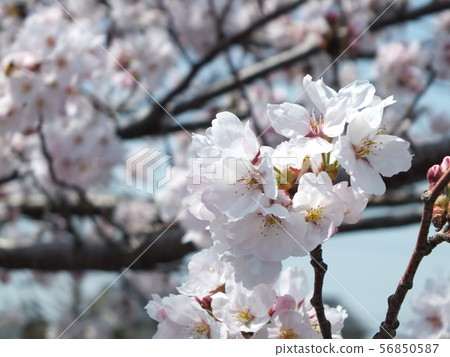 Cherry Blossoms Cherry Blossoms 56850587