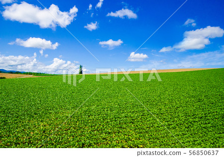 Potato field in the hilly area of Biei-cho, Hokkaido 56850637