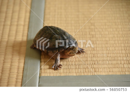 Mississippi turtle room walk 56850753