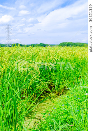 夏季大米(8月下旬) 夏季大米(8月下旬) 56851539