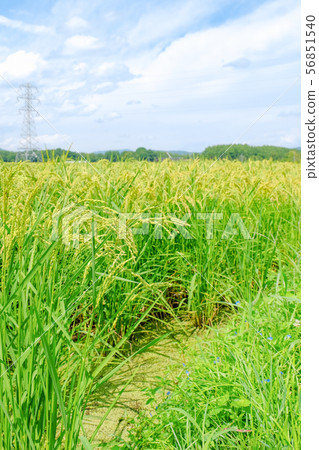 夏季大米(8月下旬) 夏季大米(8月下旬) 56851540