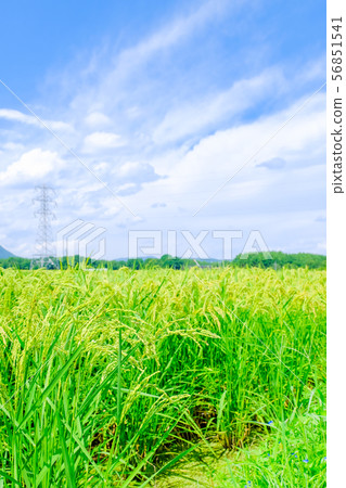 Summer rice (late August) Summer rice (late August) 56851541