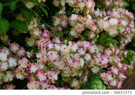 Beautiful Yae Hydrangea that is dyeing red Beautiful Yae Hydrangea that is dyeing red 56851573