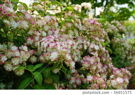 Beautiful Yae Hydrangea that is dyeing red Beautiful Yae Hydrangea that is dyeing red 56851575