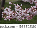 Cherry Blossoms	 56851580