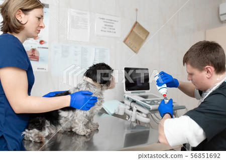 vets do an ultrasound scan of the dog's injured 56851692