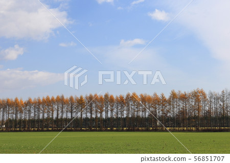 Landscape of Tokachi, Hokkaido, larch windbreak forest with yellow leaves 56851707