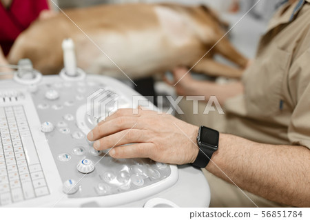 Doctor veterinarian makes ultrasound and 56851784