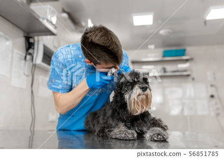 Young veterinarian technician check his patient 56851785